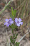 Oblongleaf snakeherb